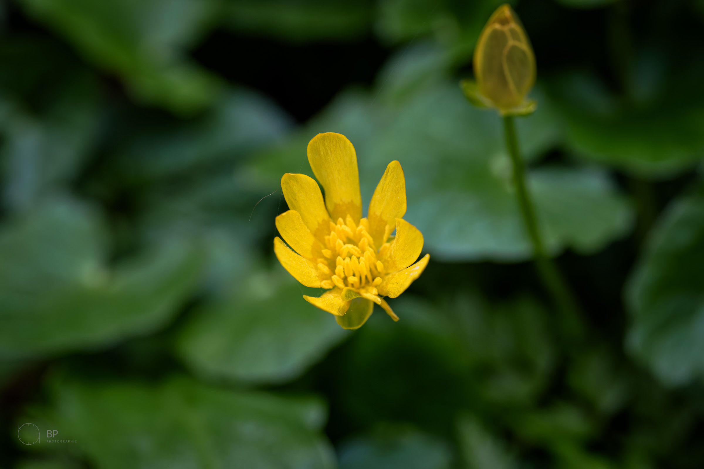 Lesser Celandine in early morning light